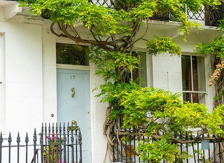 Stucco-fronted London townhouse with wisteria over the door
